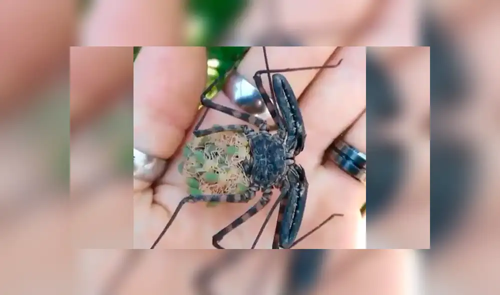 Facebook viral: graban a enorme tarántula llevando a sus cientos de crías a su nido [VIDEO]
