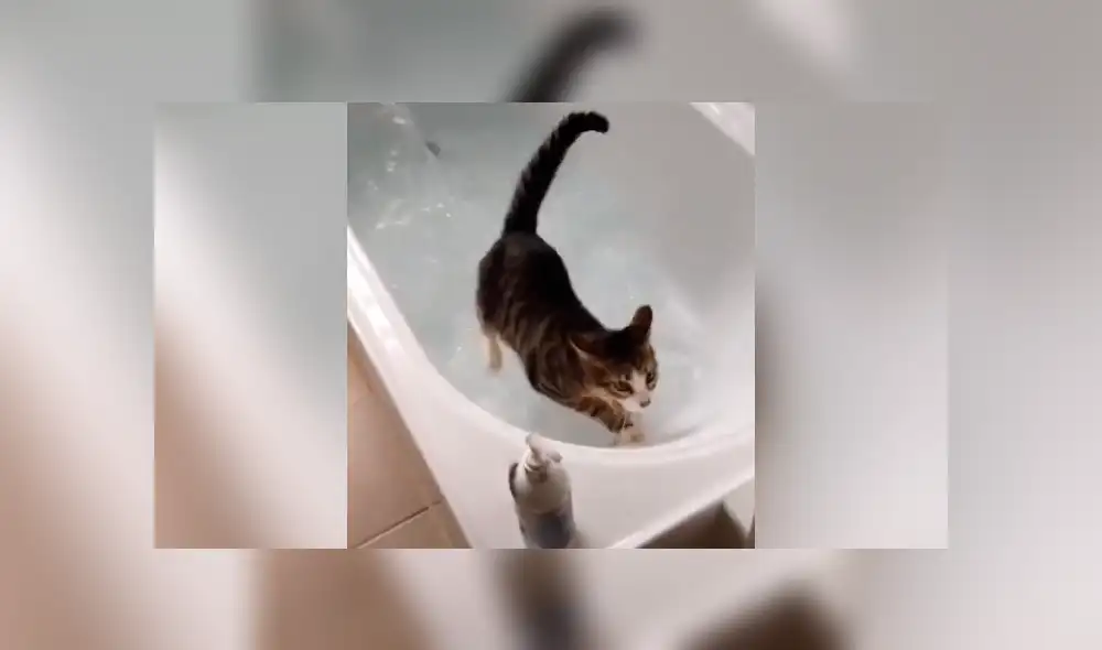 Desliza la imagen de TikTok para ver todas las imágenes. Foto: captura. Desliza la imagen de TikTok para ver todas las imágenes. Foto: captura.