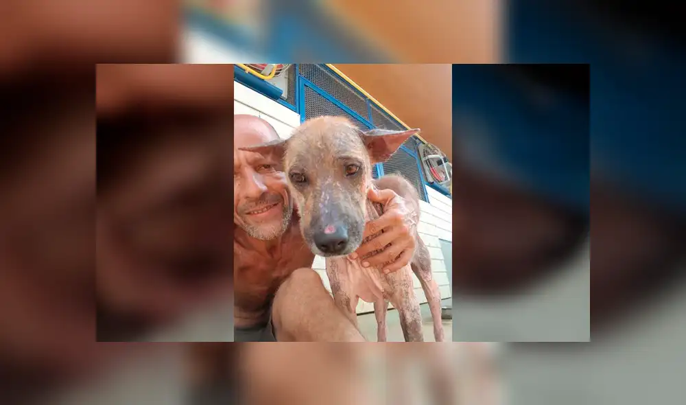 Desliza para ver cómo luce actualmente este perro que conmovió a todos en Facebook. Foto: Captura.