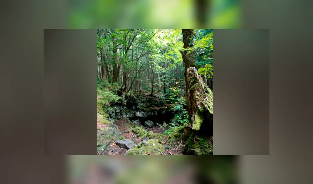 Google Maps: conoce todo sobre Aokigahara, el ‘bosque de los suicidios’ ubicado en Japón Google Maps: conoce todo sobre Aokigahara, el ‘bosque de los suicidios’ ubicado en Japón