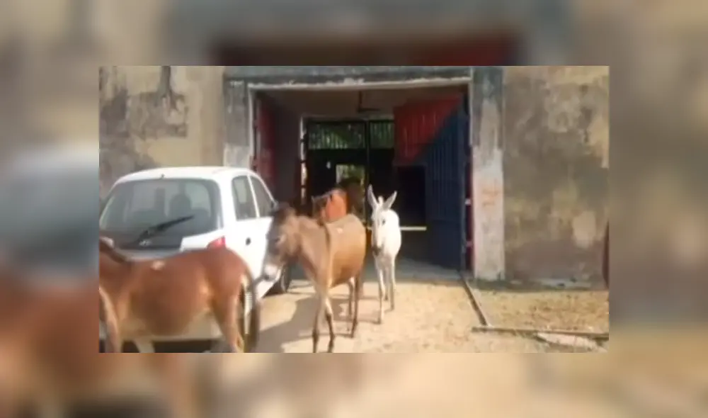 YouTube: En la India, ocho burros fueron encarcelados por desconcertante razón [VIDEO]
