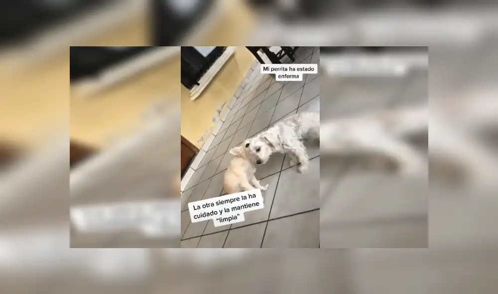 Desliza las imágenes hacia la izquierda para apreciar el amoroso gesto de una perrita con su ‘compañera’. Fotocaptura: Facebook. Desliza las imágenes hacia la izquierda para apreciar el amoroso gesto de una perrita con su ‘compañera’. Fotocaptura: Facebook.