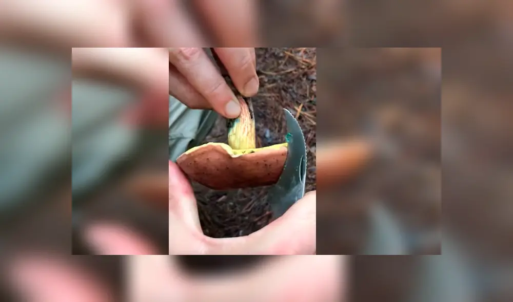 Curioso joven quedó atónito con lo que ocurrió luego de cortar un misterioso hongo que encontró por su vivienda Curioso joven quedó atónito con lo que ocurrió luego de cortar un misterioso hongo que encontró por su vivienda