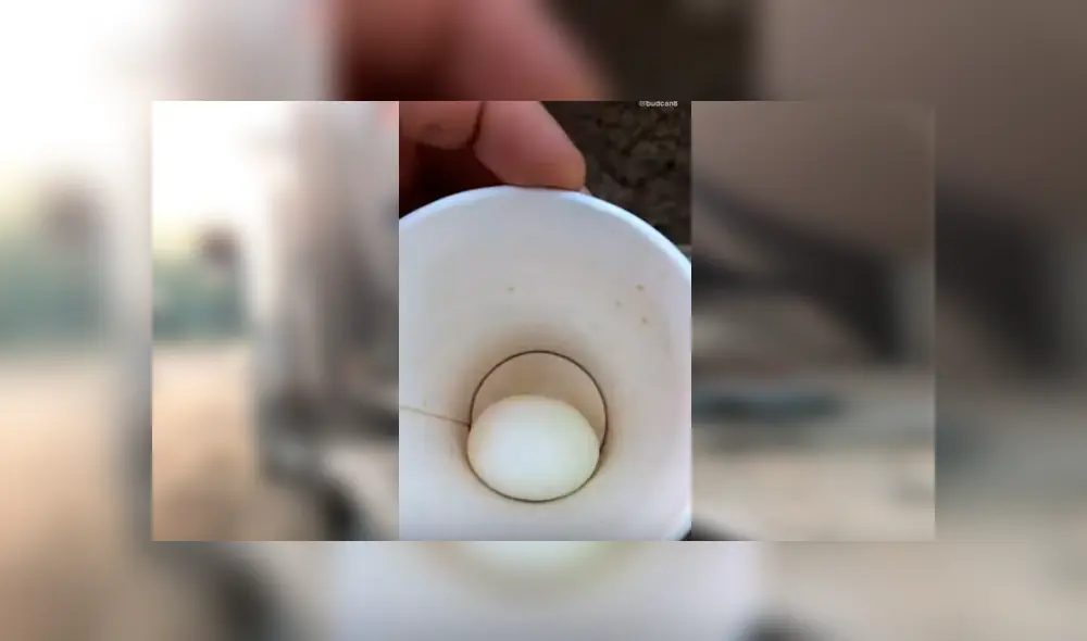 Video es viral en YouTube. El ave ha dejado a más de uno con la boca abierta, al resolver de forma rápida el popular truco que hizo un joven