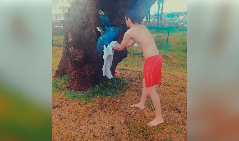 Desliza las imágenes para ver al joven solidario que salvó a los dos guacamayos de un lago en Brasil. Foto: Facebook