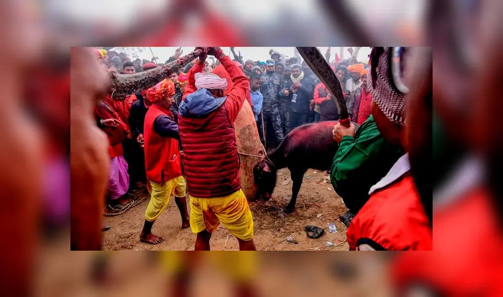 Los religiosos hindúes sacrifican animales en honor a la diosa Gadhimai. Foto: Difusión Los religiosos hindúes sacrifican animales en honor a la diosa Gadhimai. Foto: Difusión