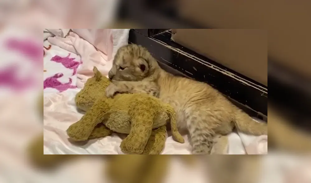 Desliza a la izquierda para ver más sobre este tierno viral de Facebook. Foto: Captura