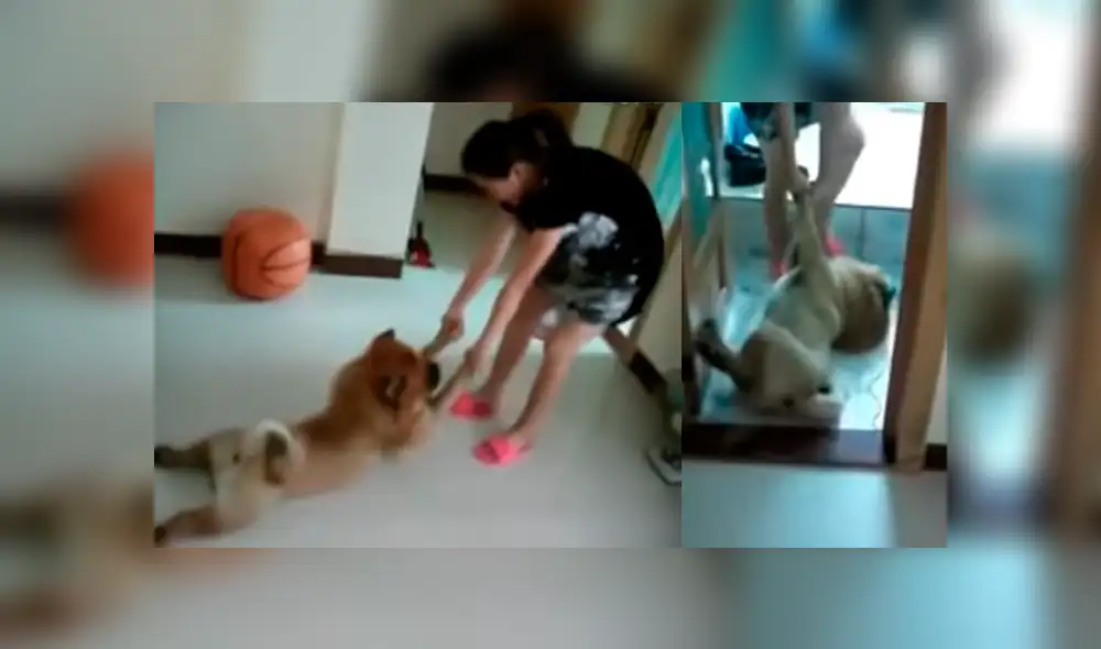 Video es viral en Facebook. Este perro ‘actor’ odia que lo bañen y cuando su dueña le dijo que ya le tocaba asearse no tuvo mejor idea que fingir su propia muerte. Foto: Captura. Video es viral en Facebook. Este perro ‘actor’ odia que lo bañen y cuando su dueña le dijo que ya le tocaba asearse no tuvo mejor idea que fingir su propia muerte. Foto: Captura.