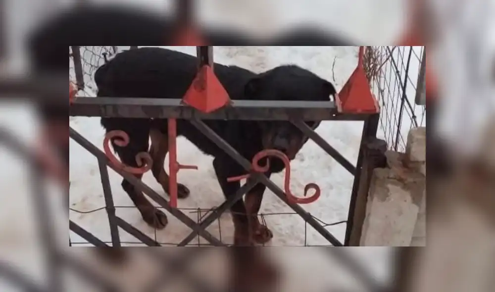 Niño de 4 años muere tras ataque de rottweiler mientras esperaba a su abuela [FOTOS]