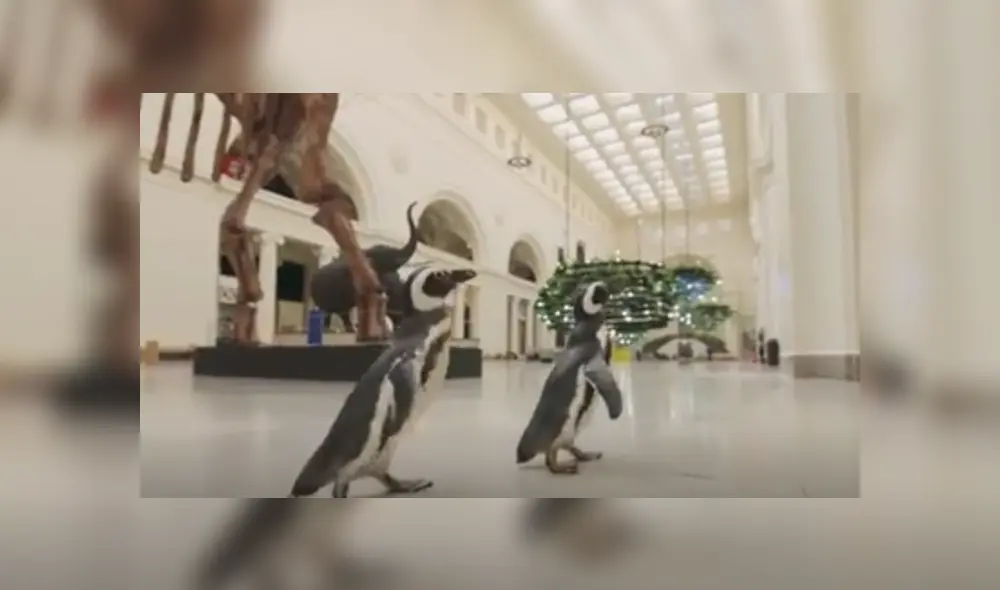 Pareja de pingüinos visita un museo cerrado por la pandemia de COVID-19. Foto: captura. Pareja de pingüinos visita un museo cerrado por la pandemia de COVID-19. Foto: captura.