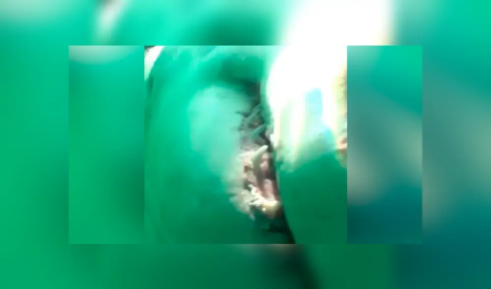 Video se viralizó en YouTube. Una cámara instalada en el fondo del mar captó el instante en que un tiburón blanco se acercó al objeto y lo sometió a una voraz mordida. Video se viralizó en YouTube. Una cámara instalada en el fondo del mar captó el instante en que un tiburón blanco se acercó al objeto y lo sometió a una voraz mordida.