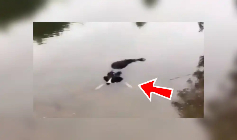 Facebook viral: encuentra su perro 'muerto ahogado' en el río, pero descubre la verdad [VIDEO]