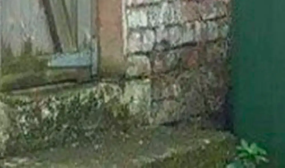 Facebook - animales - gatos