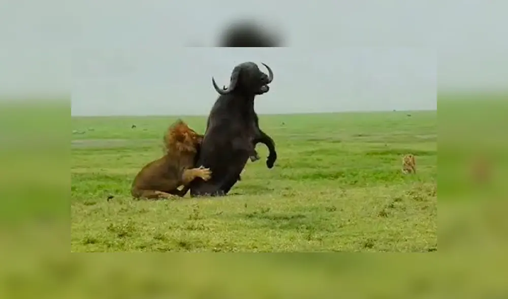 Desliza hacia la izquierda para ver el brutal enfrentamiento de los animales. Escena viral de Facebook.