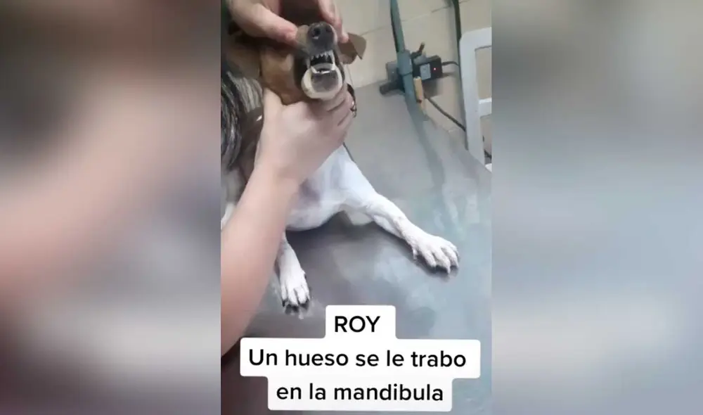 Desliza las imágenes para ver algunas escenas de la intervención que se hizo para ayudar a este travieso can. Foto: captura de TikTok/@rafaelarturo50