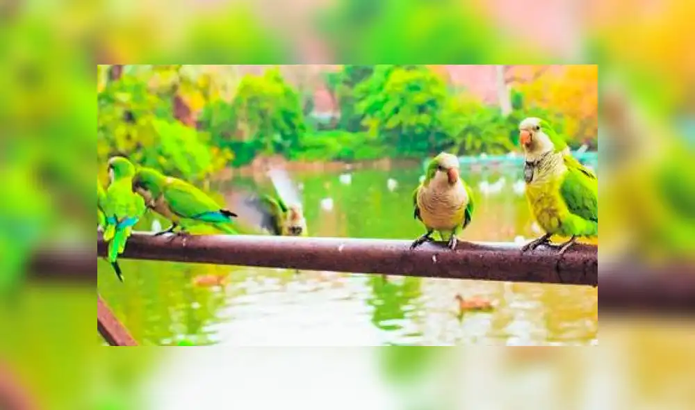 Madrid exterminará a aves invasoras Madrid exterminará a aves invasoras