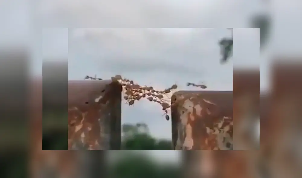 Curioso joven logró captar el impactante momento en el que los insectos se unen y usan curioso truco para salir del problema Curioso joven logró captar el impactante momento en el que los insectos se unen y usan curioso truco para salir del problema