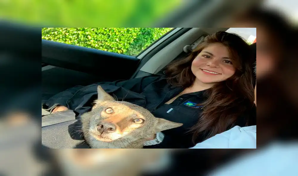 Desliza para ver las fotos de este 'perro' que le robó el corazón a todos en YouTube. Foto: Captura.