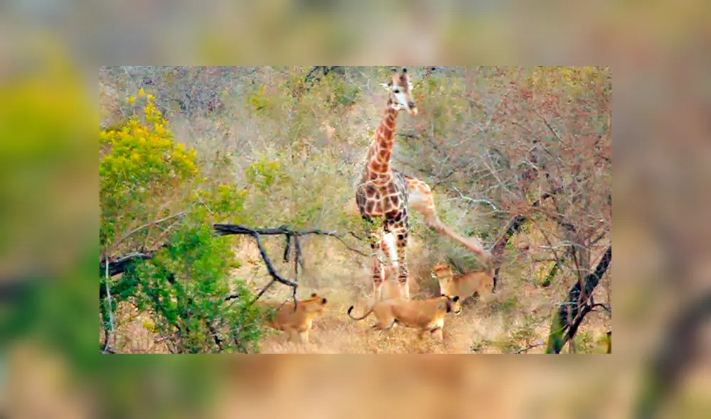 Desliza para ver los detalles de este video viral de YouTube. Foto: Captura.