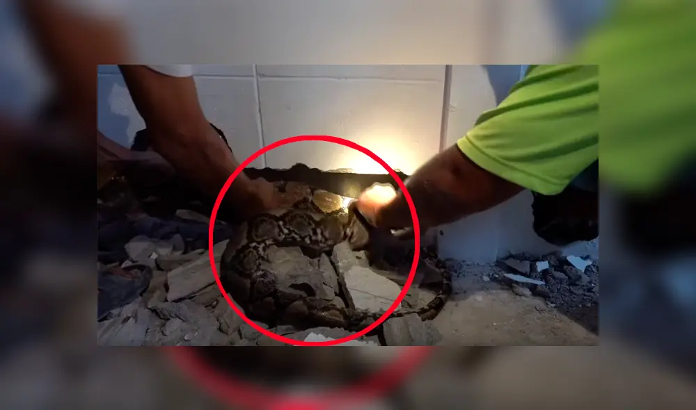 Encuentran serpiente pitón atascada entre dos paredes y sacan su cuerpo lleno de heridas [VIDEO] 
