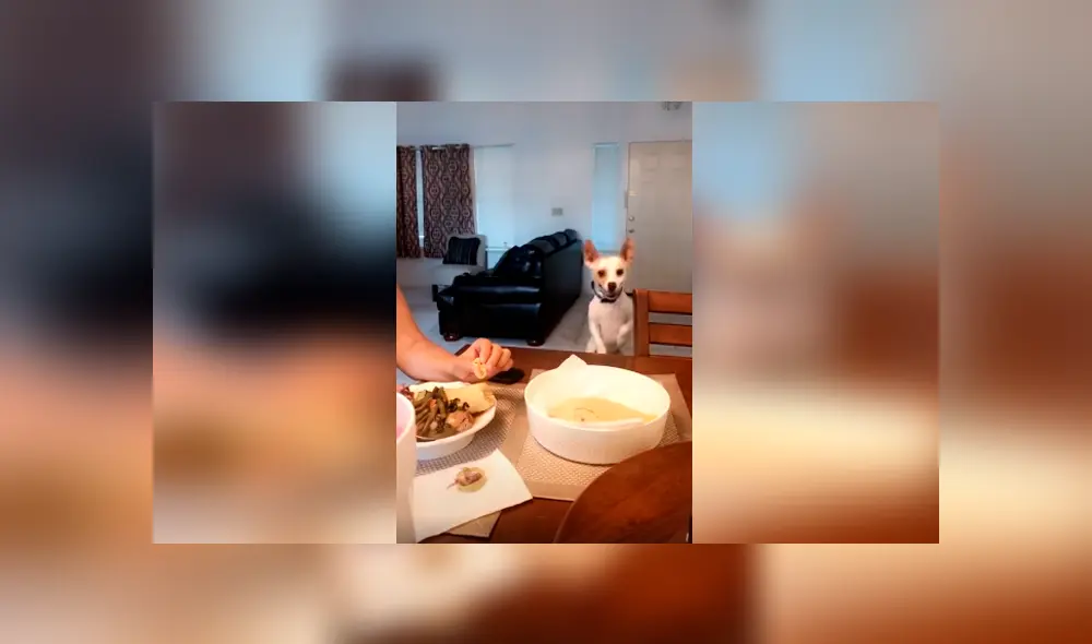 Desliza las imágenes hacia la izquierda para apreciar la singular acción de un pequeño perro para pedir comida.