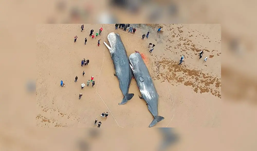 Hallan partes de autos en estómagos de ballenas muertas en Alemania [FOTOS]