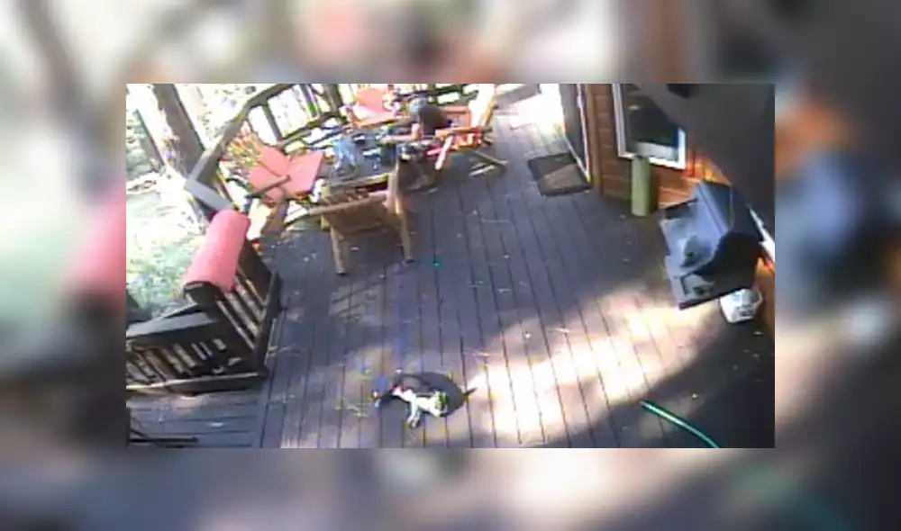 A través de YouTube se hizo viral el tenso momento en que un hambriento coyote ataca a un pequeño perro.