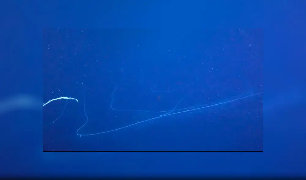 “Todos quedamos impresionado cuando apareció a la vista", indicó uno de los biólogos. (Fuente: Twitter) “Todos quedamos impresionado cuando apareció a la vista", indicó uno de los biólogos. (Fuente: Twitter)