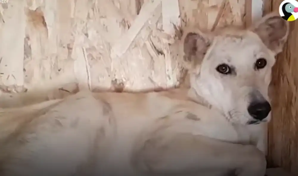 Desliza hacia la izquierda para ver las imágenes del video viral. Foto: Captura de YouTube. Desliza hacia la izquierda para ver las imágenes del video viral. Foto: Captura de YouTube.