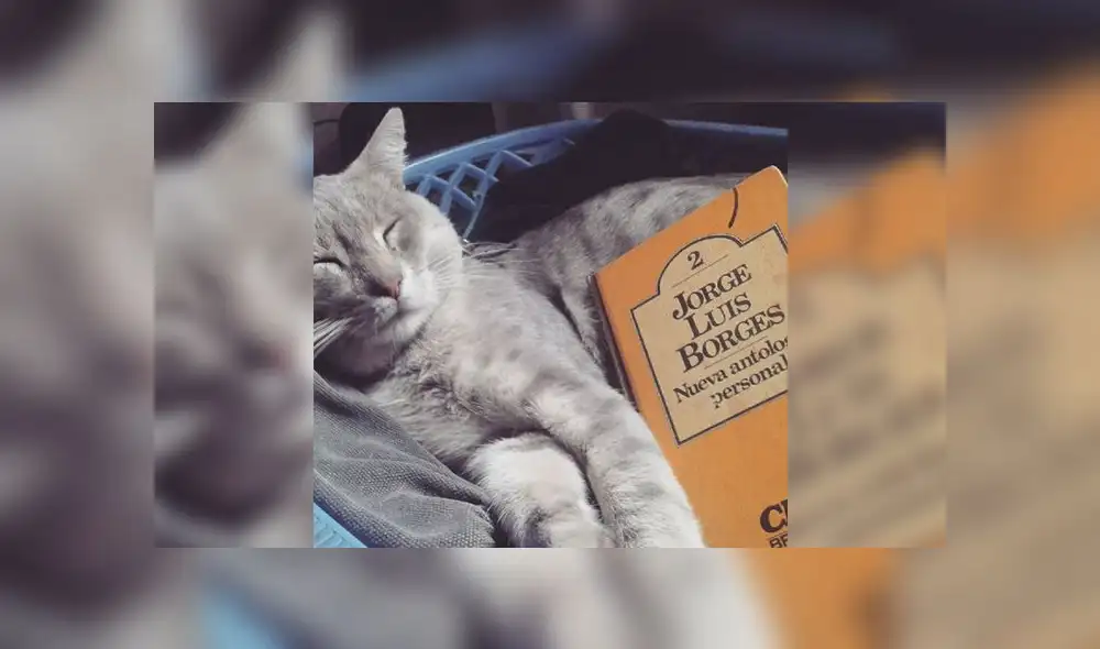 20 de febrero: Día internacional del gato, ¿por qué se celebra esta fecha? [FOTOS]