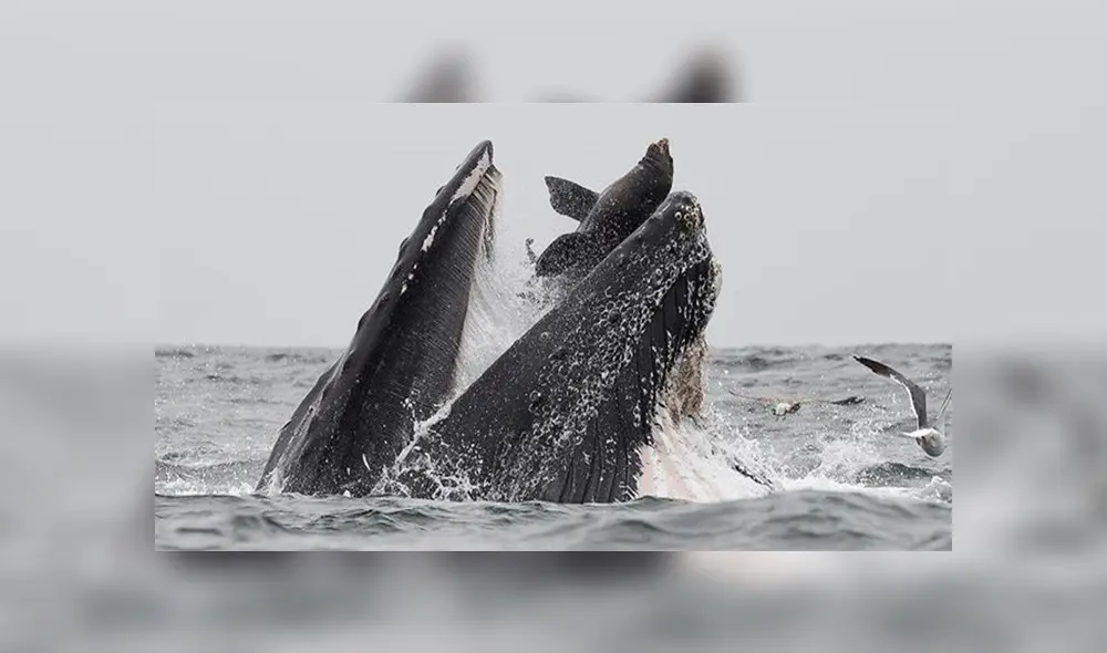 Graban terrorífico momento en que ballena devora a lobo marino que se alejó de su manada [VIDEO] 