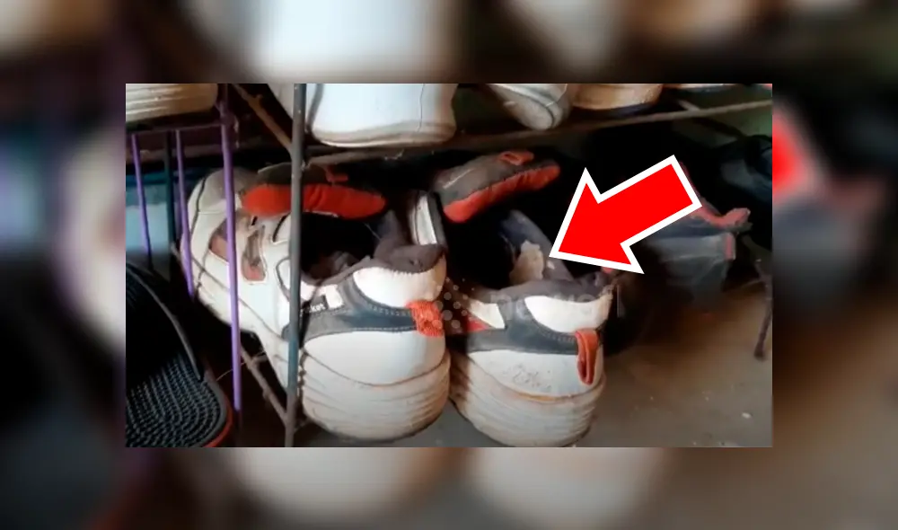 Joven intenta colocarse sus zapatillas y encuentra culebra acurrucada en el interior. Joven intenta colocarse sus zapatillas y encuentra culebra acurrucada en el interior.