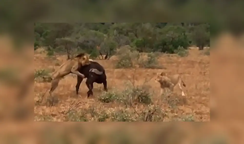 Hambrientos leones muerden a búfalo, sin imaginar que furiosa manada llegaría a su rescate [VIDEO]