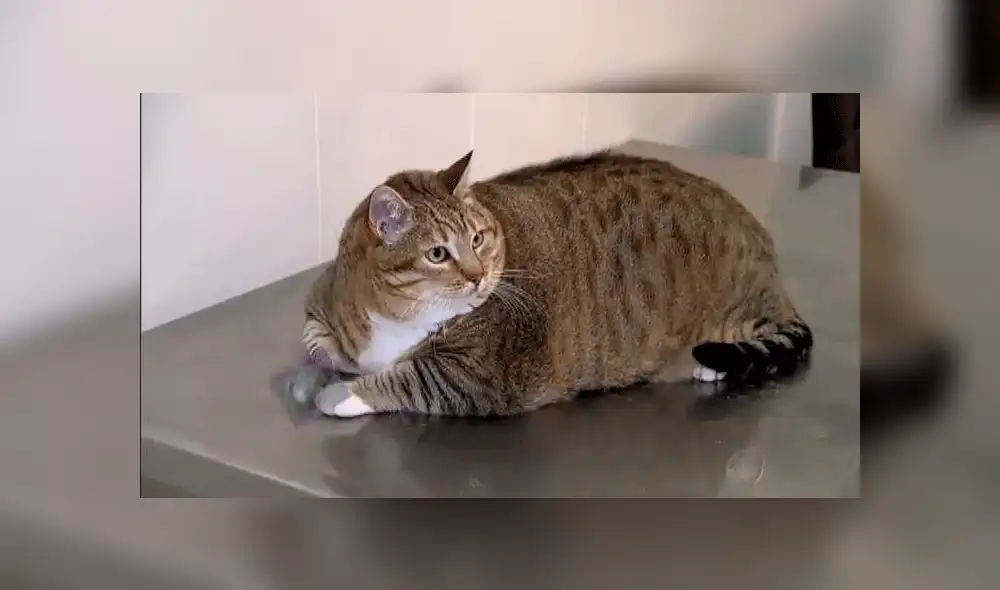 Facebook viral: gatito obeso es descubierto haciendo ejercicios para bajar de peso [VIDEO]