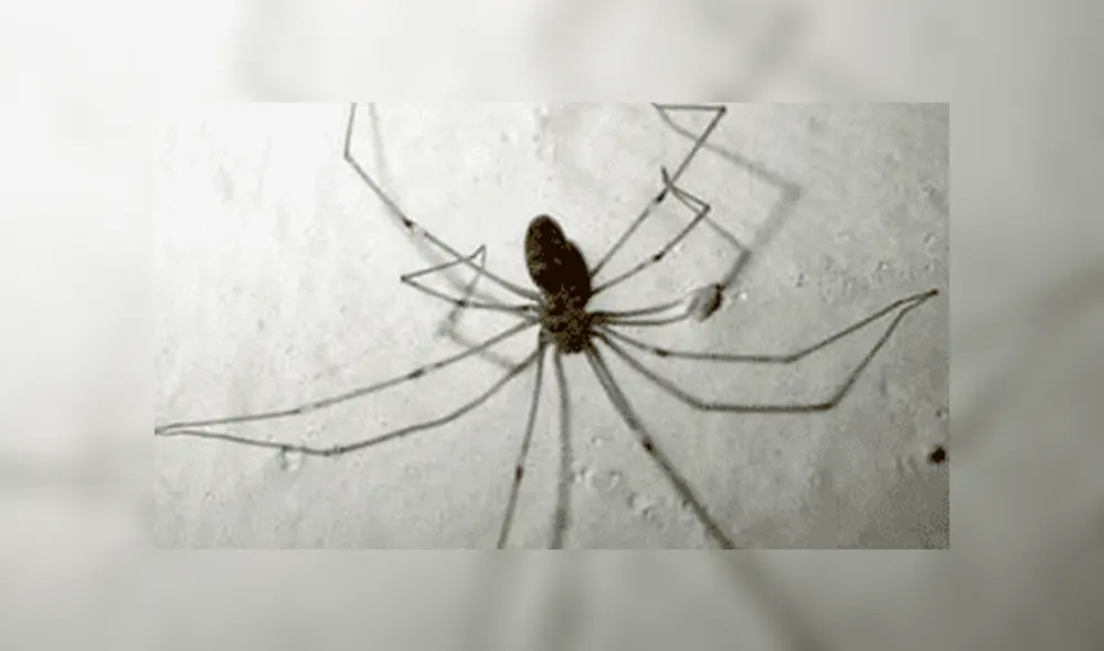 Verano 2019: Advierten sobre incremento de zancudos y arañas por fuerte calor