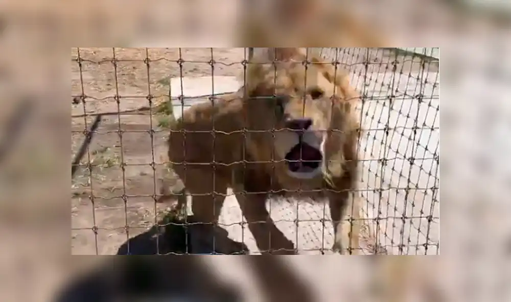 Vía YouTube: león es separado de su pareja en celo y enfurece con su amo [VIDEO]