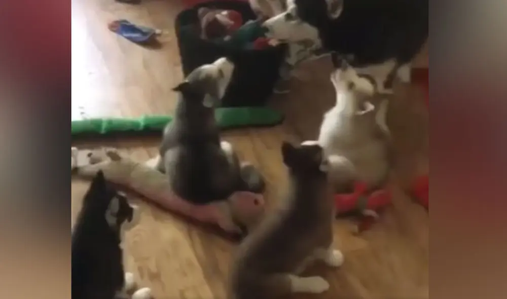 Desliza las imágenes para ver más sobre esta conmovedora escena entre un perro y sus cachorros. (Foto: captura / Facebook / Clarín)