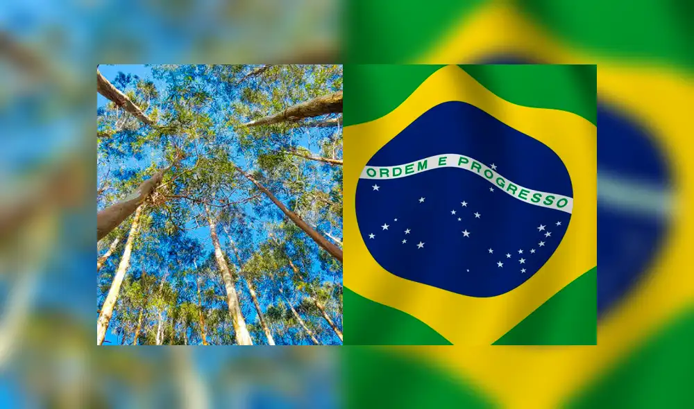 La primera resolución que autorizaba la adquisición de las plantas de eucalipto fue emitida en diciembre de 2019. (Foto: composición Madridmasd/ Pinterest) La primera resolución que autorizaba la adquisición de las plantas de eucalipto fue emitida en diciembre de 2019. (Foto: composición Madridmasd/ Pinterest)