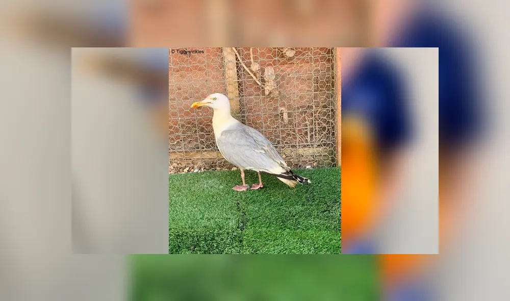 Desliza para ver los detalles de esta historia que se viralizó en Facebook. Foto: Captura. Desliza para ver los detalles de esta historia que se viralizó en Facebook. Foto: Captura.