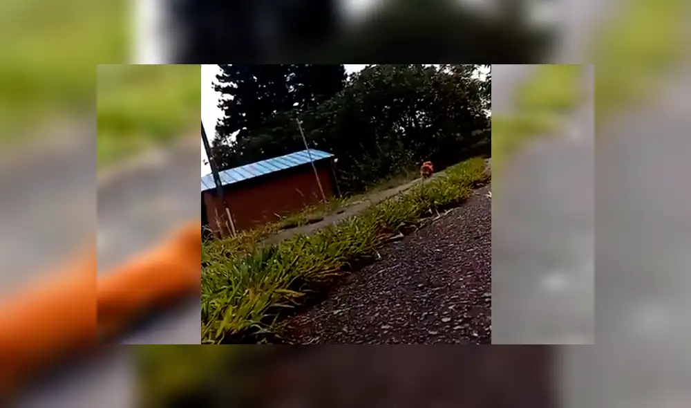 En Facebook, un chico paseaba con su perro y fingió desmayarse para ver la reacción de su mascota.