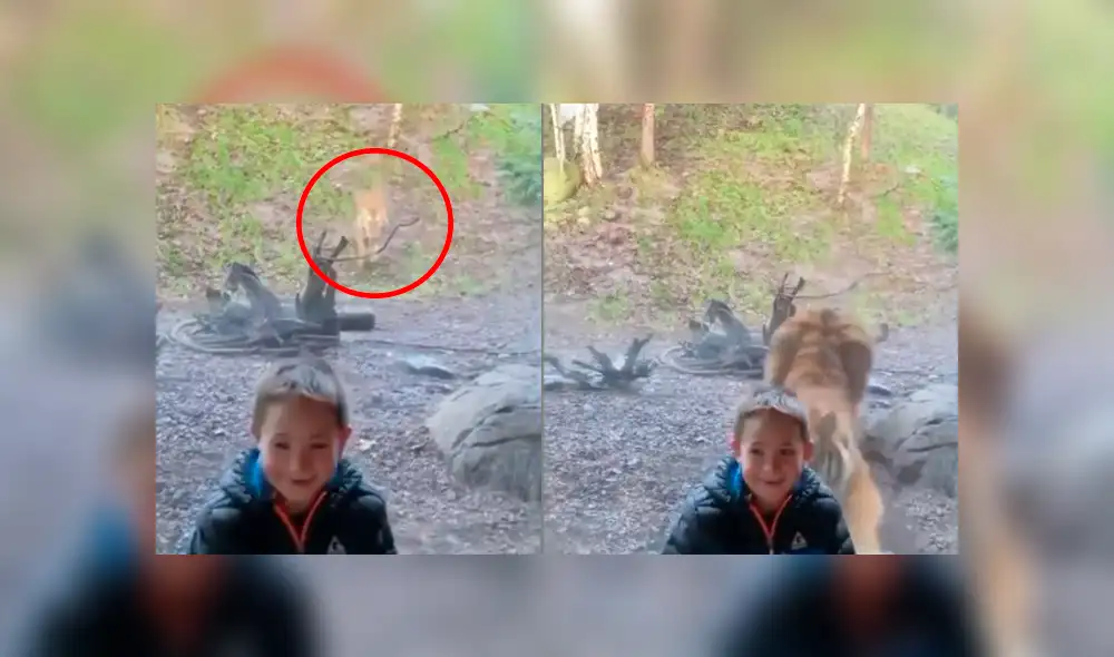 Desliza hacia la izquierda el encuentro del felino con el niño, escena que es viral en Facebook. Desliza hacia la izquierda el encuentro del felino con el niño, escena que es viral en Facebook.