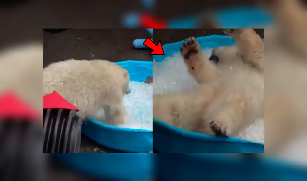 Facebook viral: oso polar ve piscina con hielo y tiene conmovedora reacción