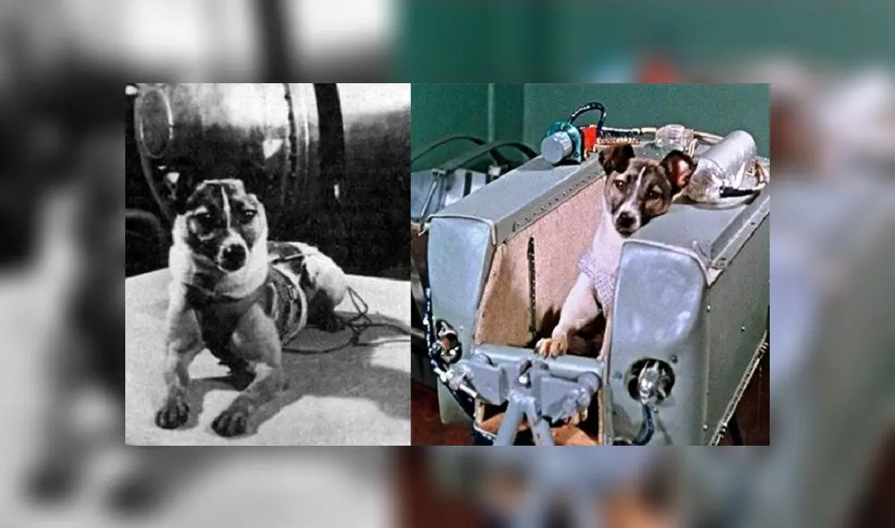Laika partió al espacio exterior el 3 de noviembre de 1957, pero será recordada por toda la eternidad. Laika partió al espacio exterior el 3 de noviembre de 1957, pero será recordada por toda la eternidad.