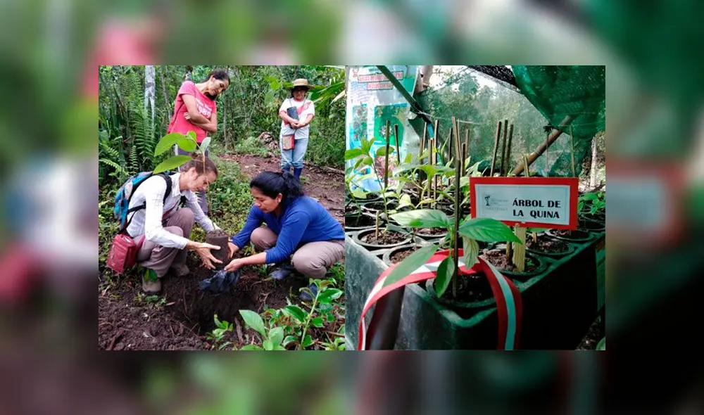Palabras de líder de jardin etnobotánico respecto a la conservación de la quina