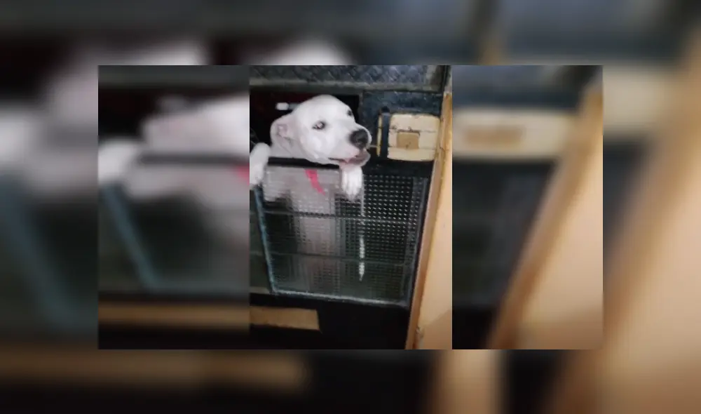 Desliza hacia la izquierda para ver más imágenes de la inesperada travesura de este perro. (Foto: captura / TikTok)