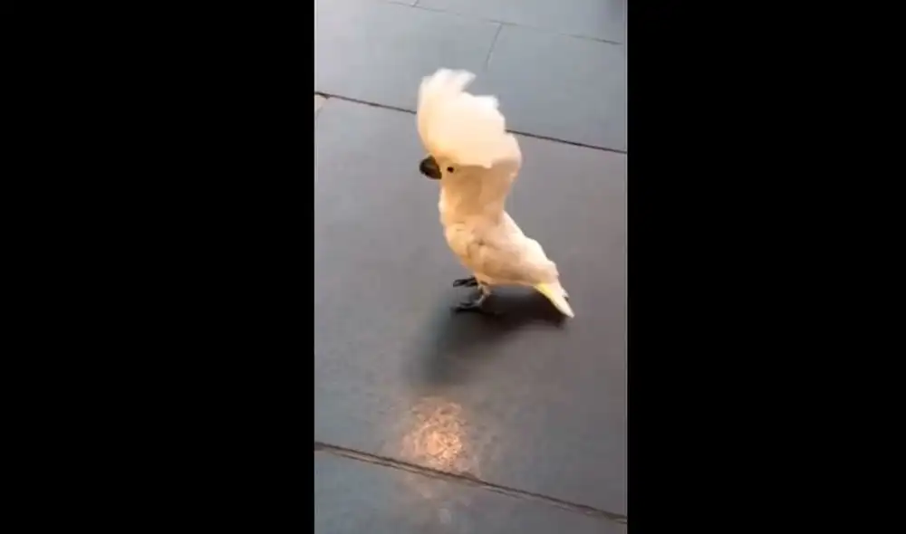 Cacatúa que 'ladra' como un perro, es una sensación en YouTube [VIDEO]