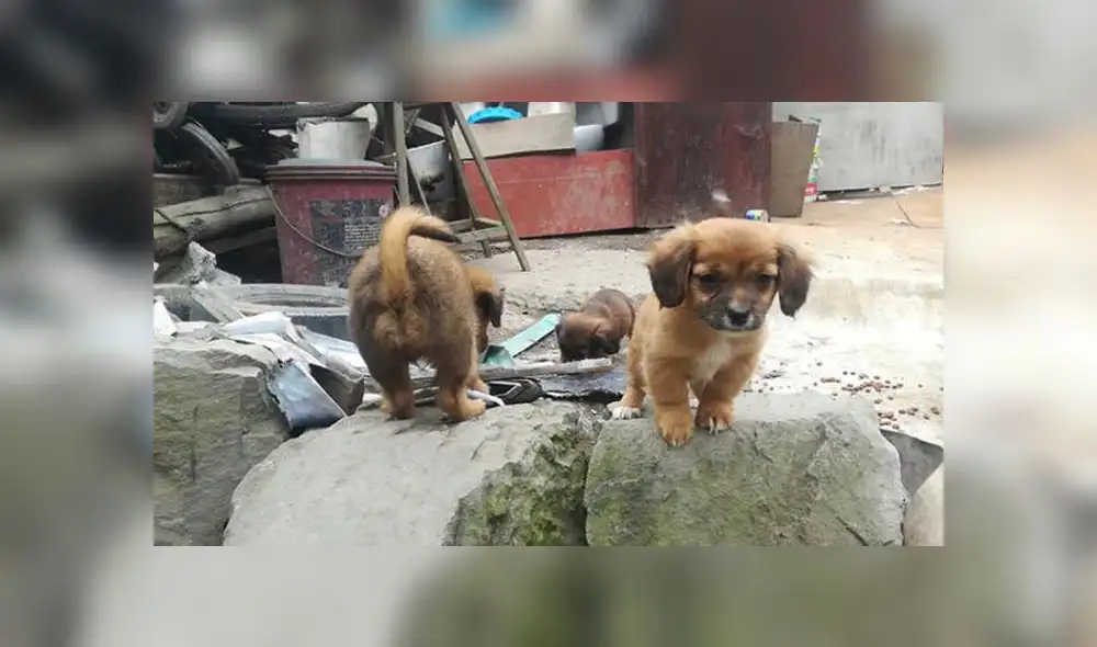 Navidad: actividad benéfica busca recaudar fondos para mascotas rescatadas