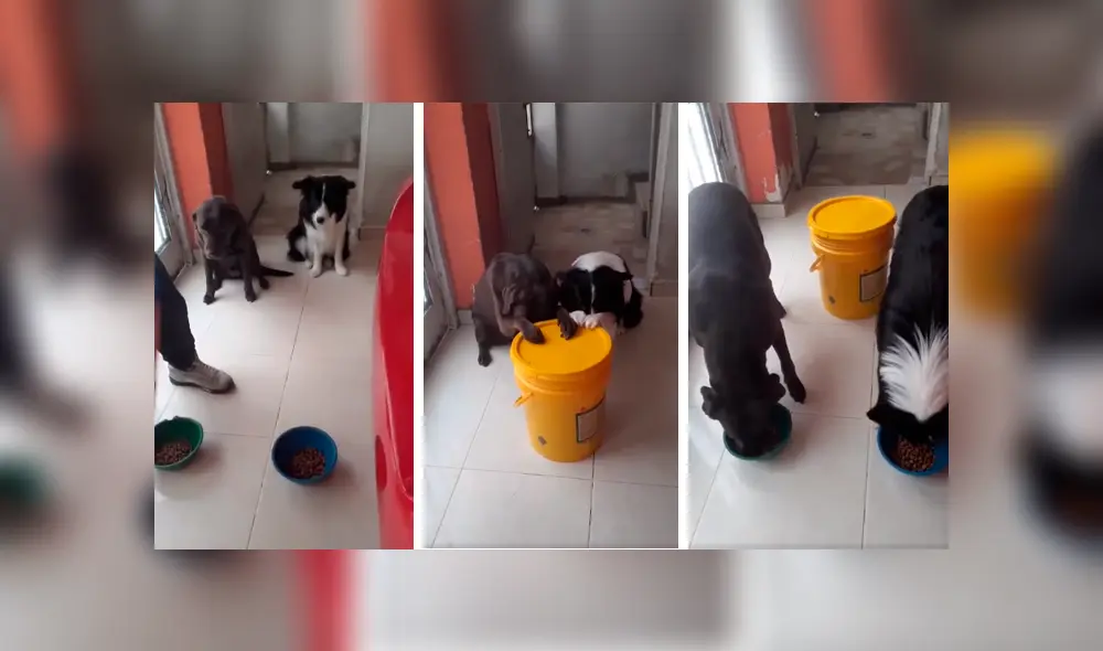 Desliza las imágenes para observar el conmovedor gesto que tuvieron unos perros antes de comer.