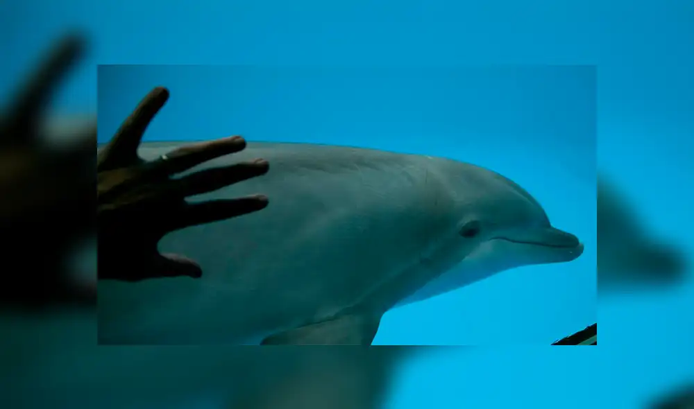 Espana - delfín - mundo