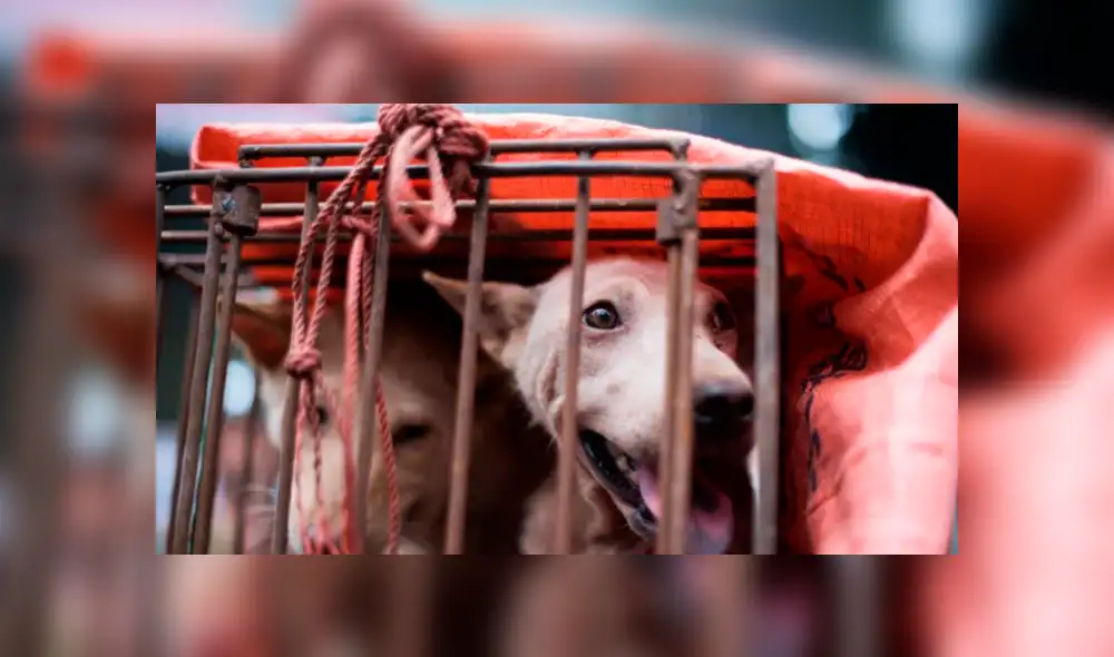 Pese a la prohibición del consumo de carne de perro, comerciantes continúan con la venta del animal. (Foto: Daily Mail)